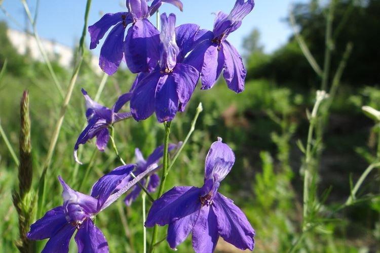 Delphinium des champs - Espèces et variétés
