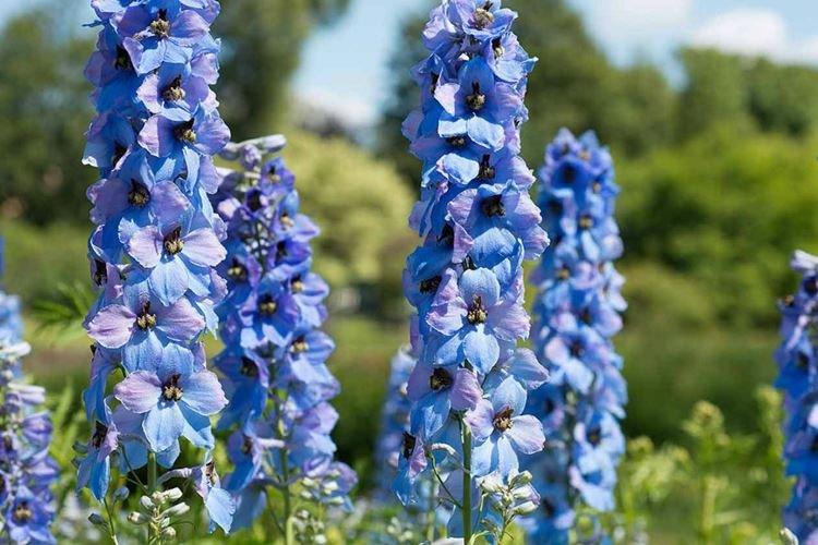 Delphinium high - Espèces et variétés