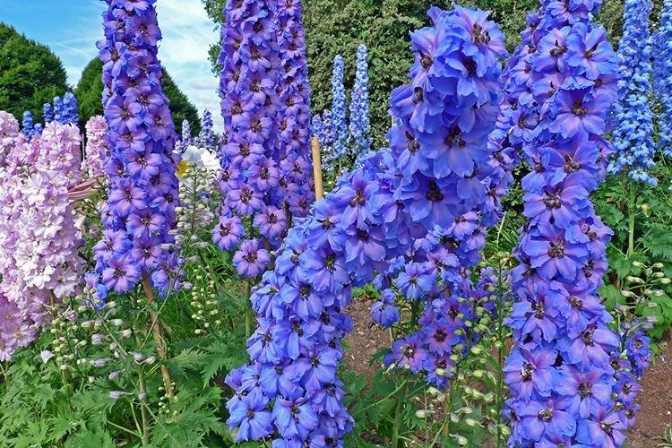 Delphinium Bruno - Espèces et variétés