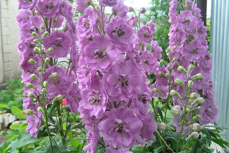 Delphinium du Pacifique - Espèces et variétés