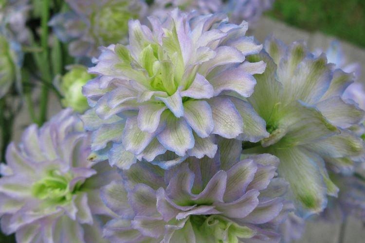 Delphinium d'Ecosse - Espèces et variétés