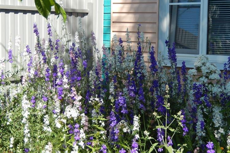 Arrosage - Delphinium Care