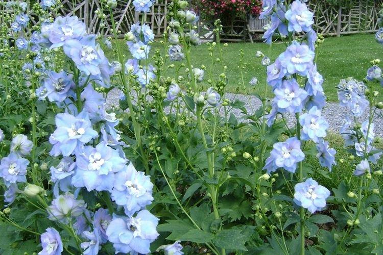 Sol - Delphinium Care