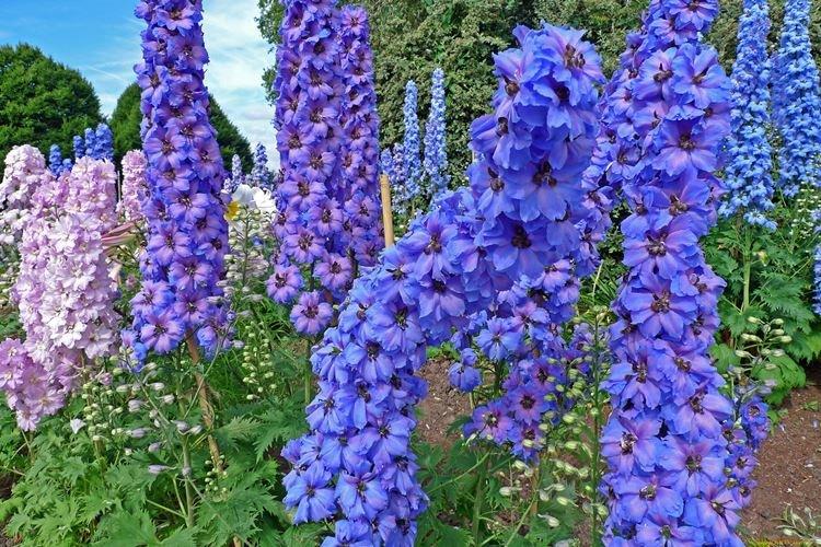 Delphinium - photo