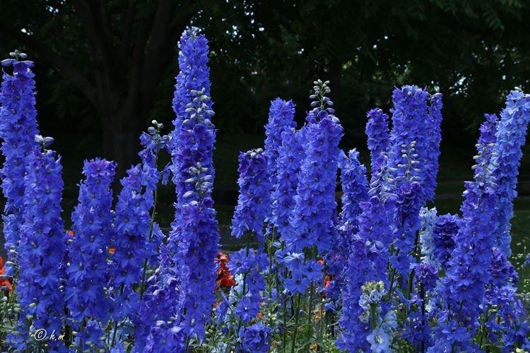 Delphinium - photo