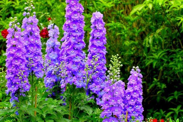 Delphinium - photo
