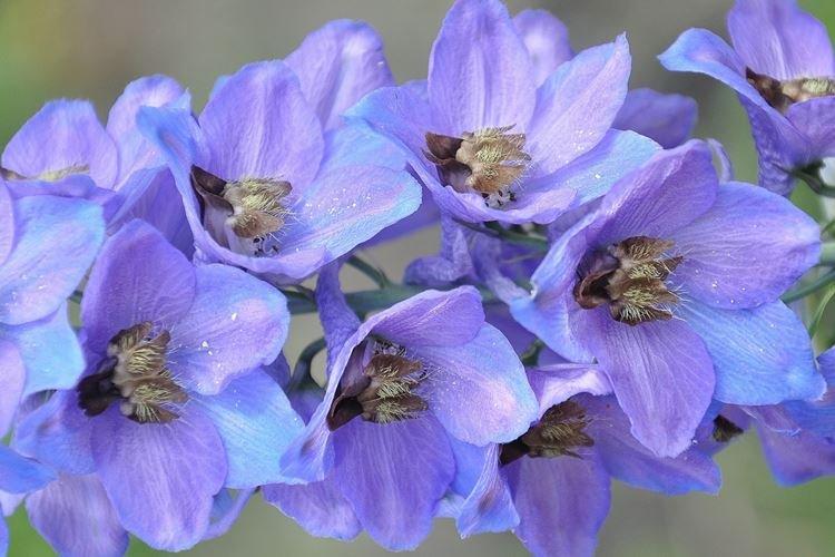 Delphinium - photo