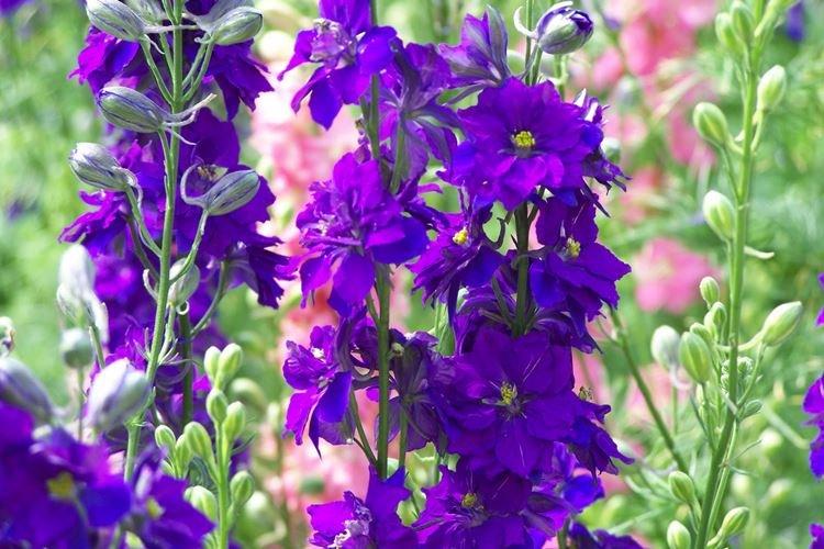 Delphinium - photo