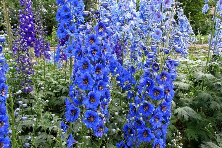 Delphinium - photo