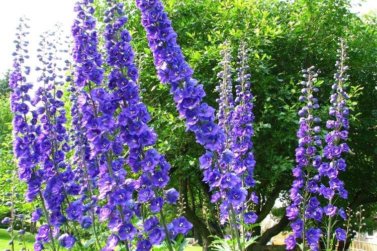 Delphinium - photo
