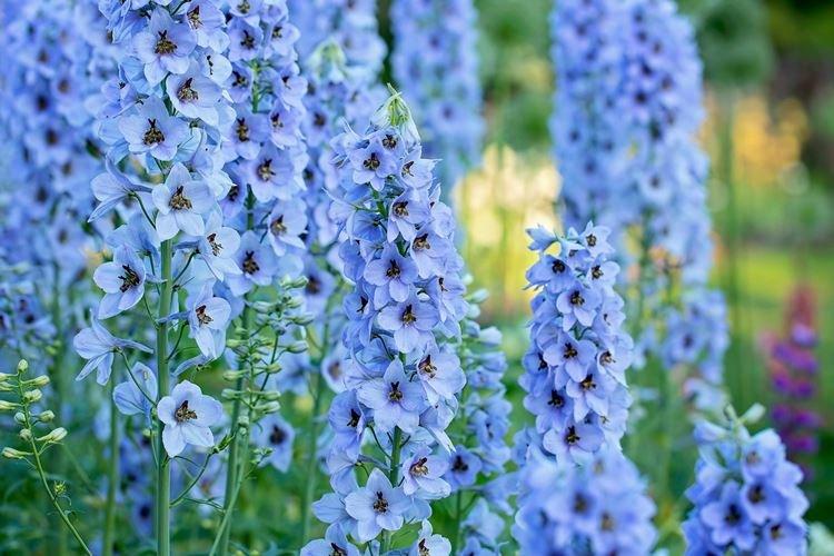 Delphinium - photo