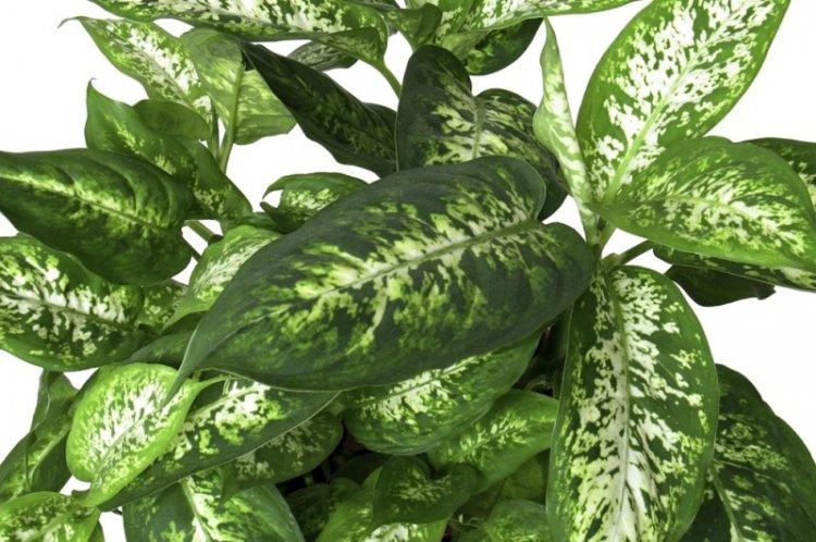 Dieffenbachia tacheté - Types de Dieffenbachia
