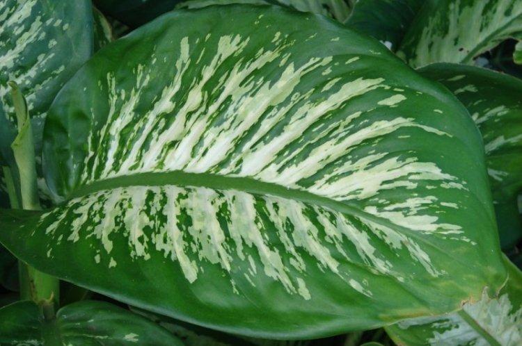 Dieffenbachia Seguin - Types de Dieffenbachia