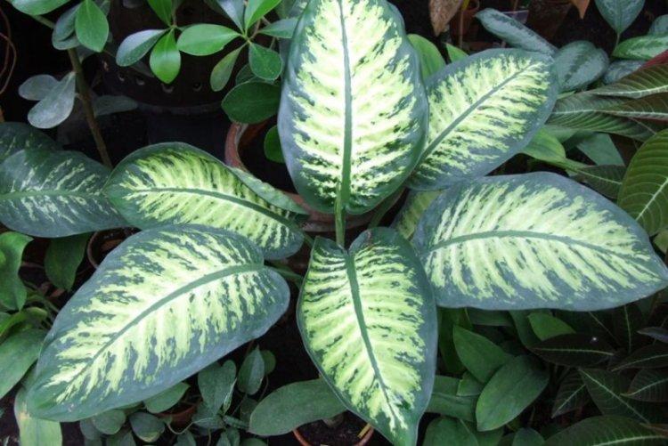 Dieffenbachia Bause - Types de Dieffenbachia