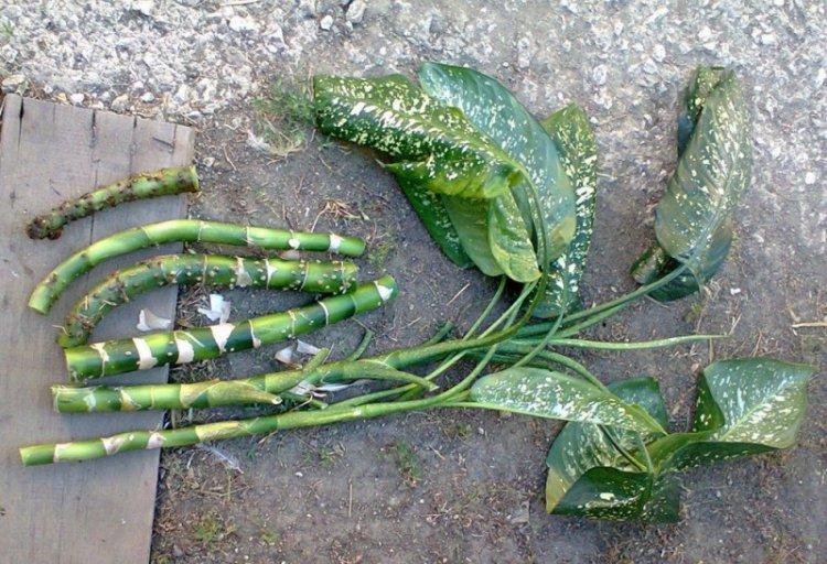 Transplantation et Reproduction - Dieffenbachia Care