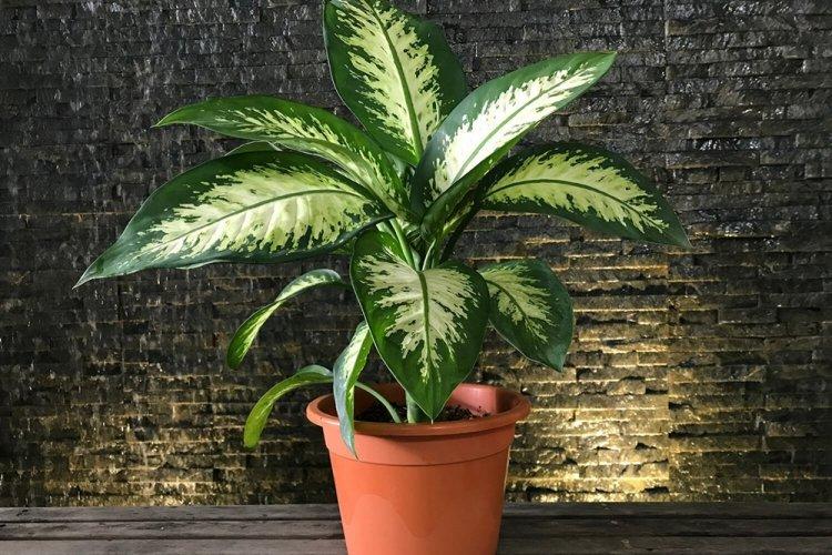 Dieffenbachia - photo