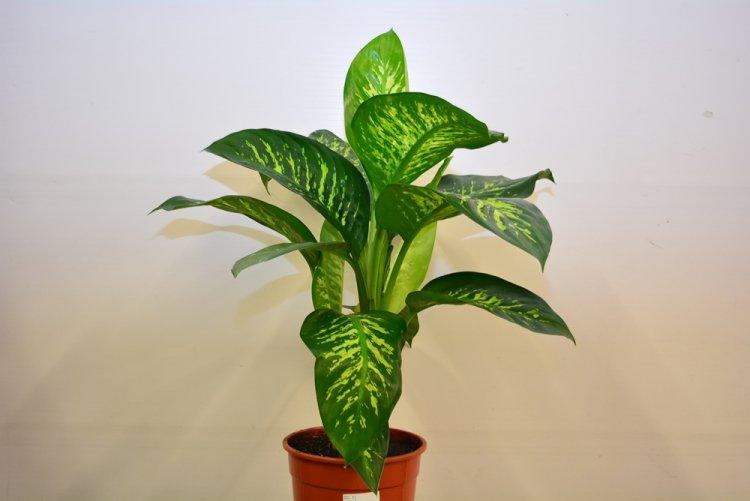 Dieffenbachia - photo