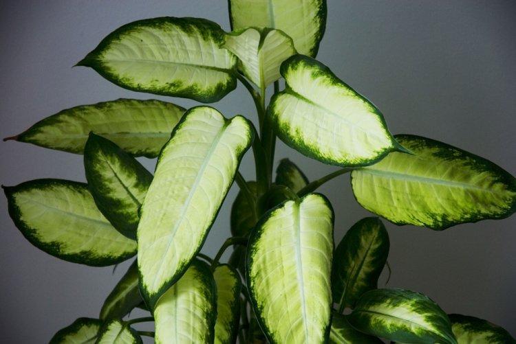 Dieffenbachia - photo