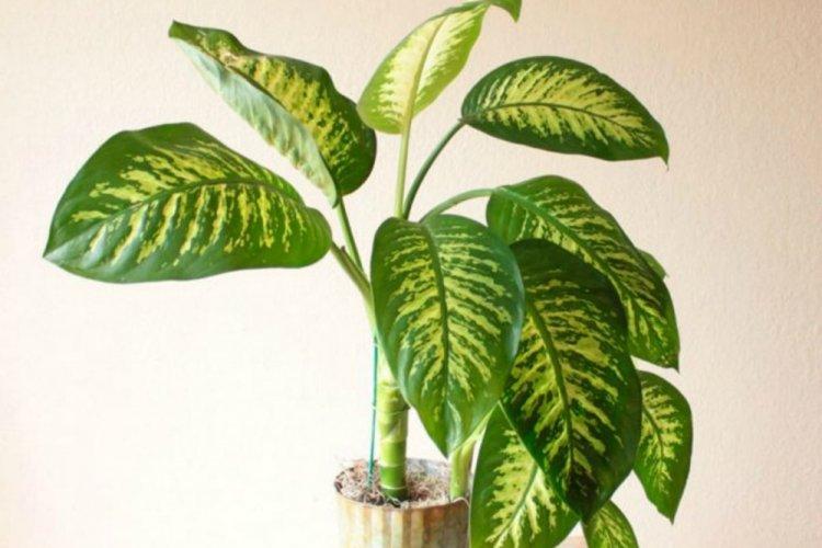 Dieffenbachia - photo