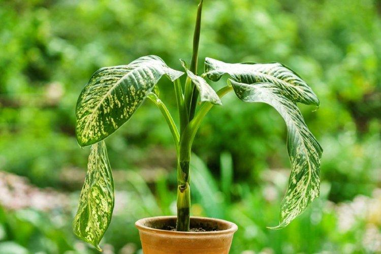 Dieffenbachia - photo