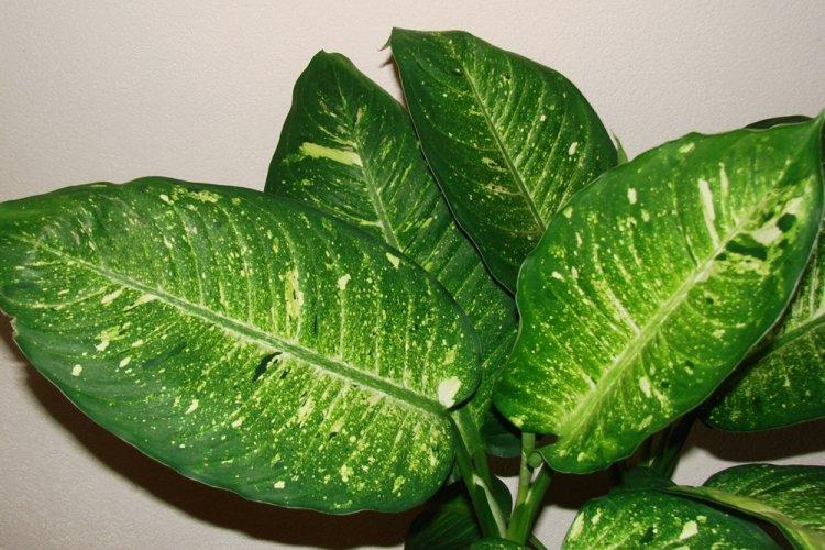 Dieffenbachia - photo