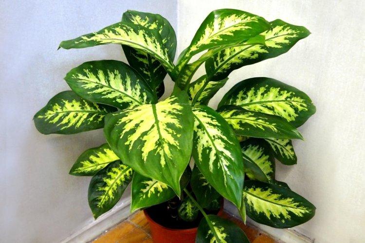 Dieffenbachia - photo