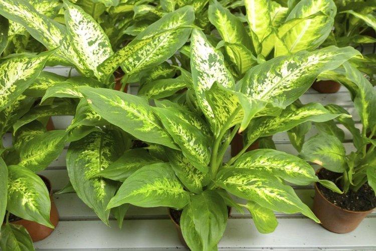 Dieffenbachia - photo
