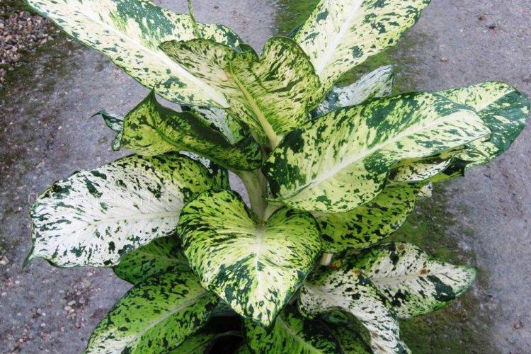 Dieffenbachia - photo