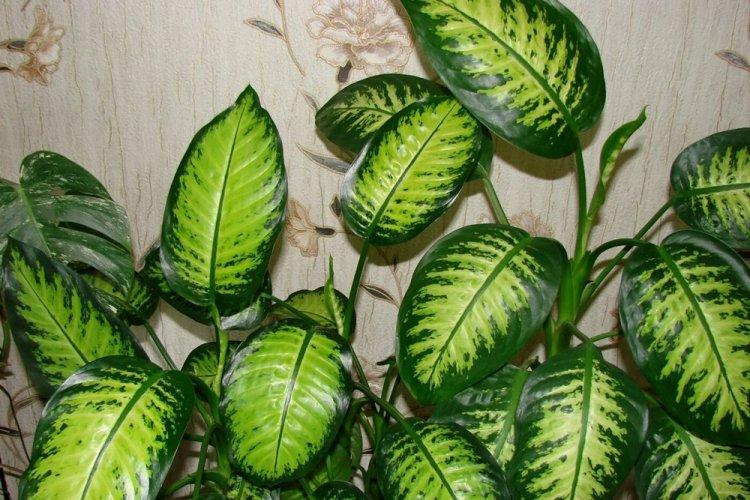 Dieffenbachia - photo
