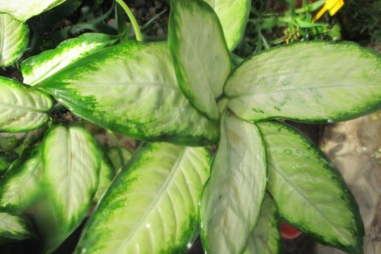 Dieffenbachia - photo