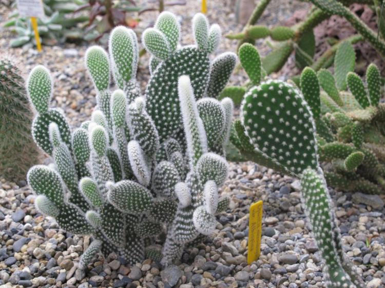 Opuntia - Types de cactus domestiques