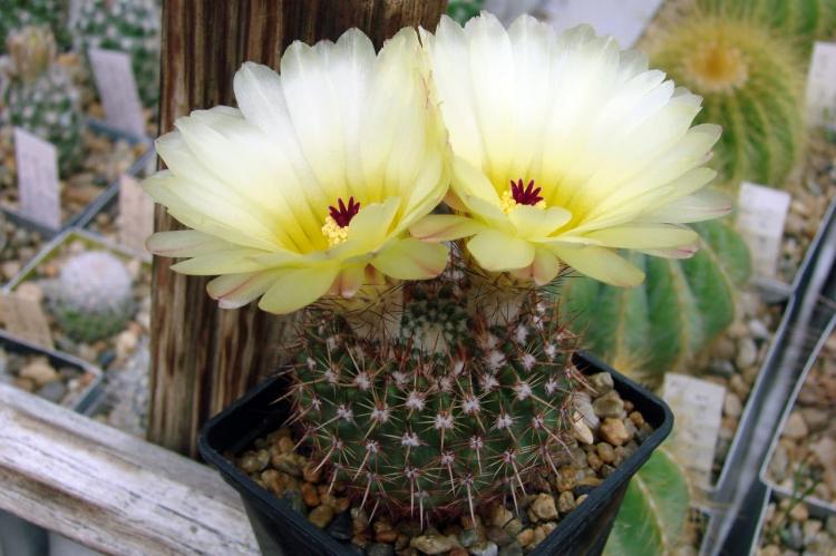 Notocactus Otto - Types de cactus domestiques