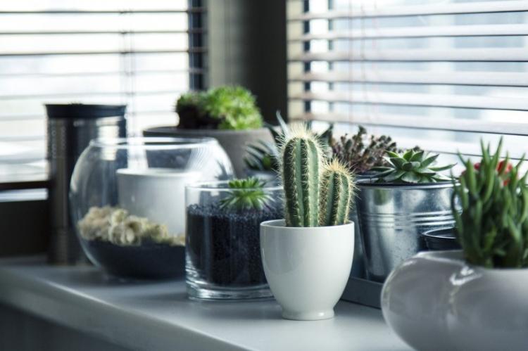 Éclairage - Soins des cactus à domicile