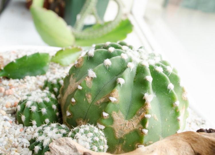 Lutte contre les parasites et les maladies - Accueil Cactus