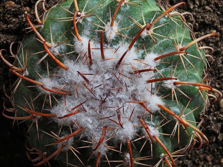 Lutte contre les parasites et les maladies - Accueil Cactus