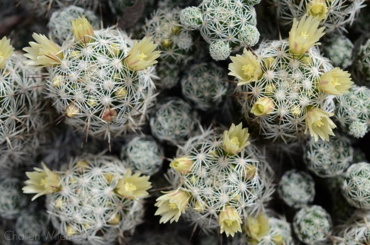 Accueil cactus - photo