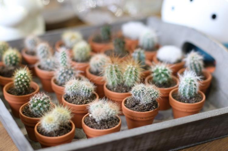 Accueil cactus - photo