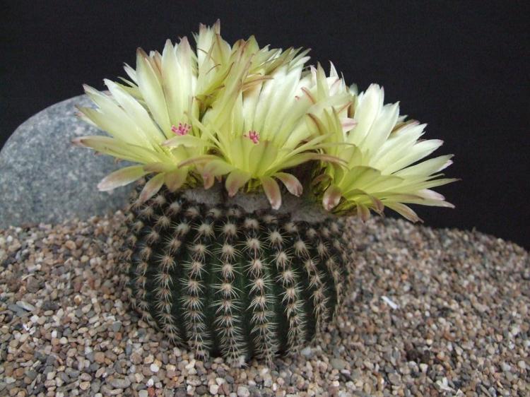 Accueil cactus - photo