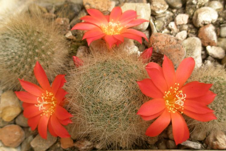 Accueil cactus - photo