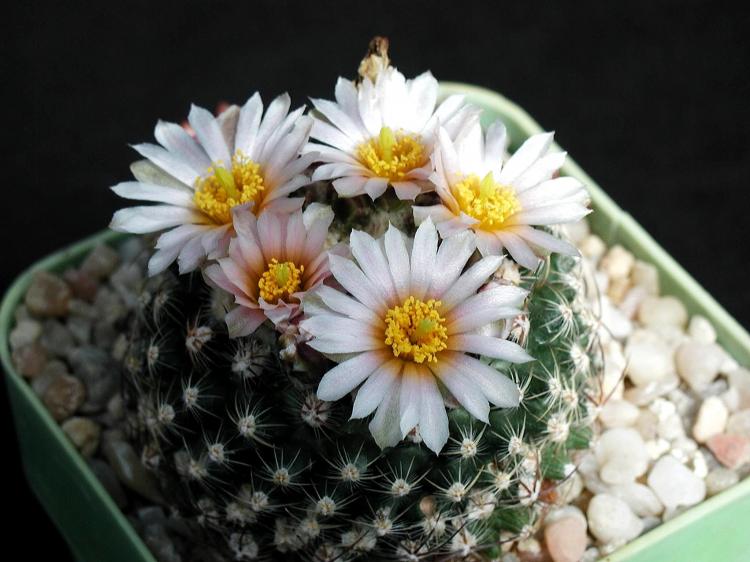 Accueil cactus - photo