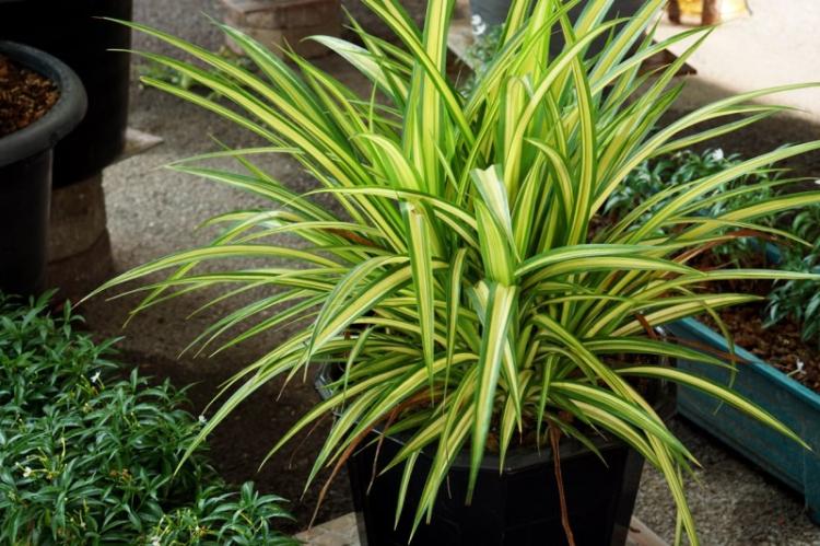 Informations générales - Dracaena