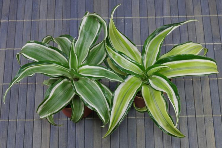 Dracaena parfumé - Types de dracaena