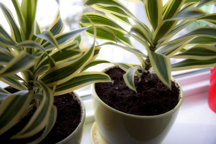 Lumière - Dracaena Care