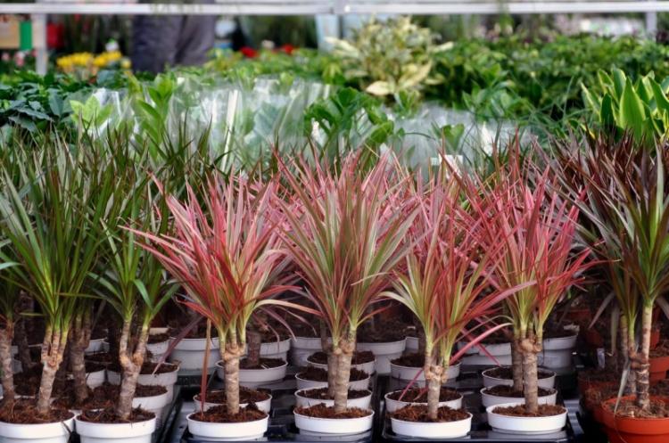 Transplantation et reproduction - Soins Dracaena
