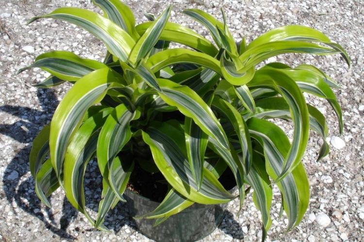Dracaena - photo