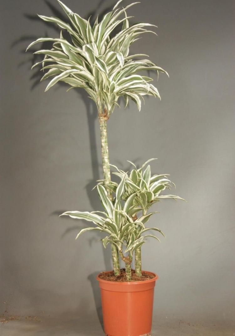 Dracaena - photo