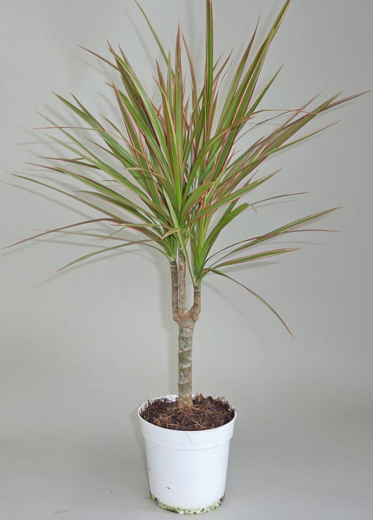Dracaena - photo