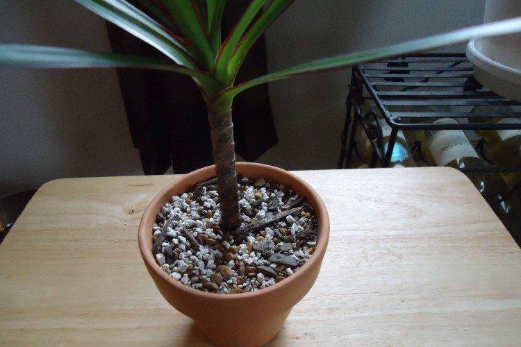 Engrais et fertilisation - Soins pour dracaena marginata