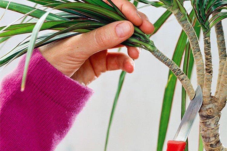 Taille - Soins Dracaena marginata