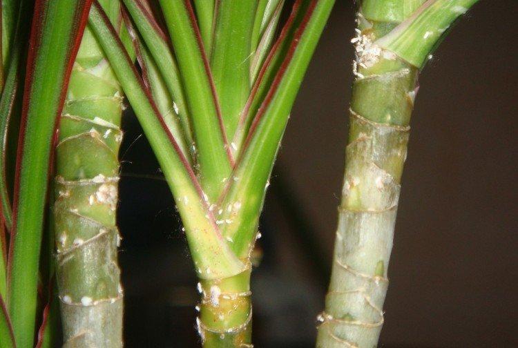 Lutte contre les parasites et les maladies - Dracaena Marginata
